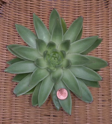 Echeveria (3).jpg