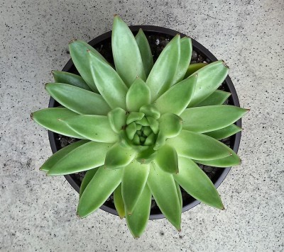 Echeveria4.jpg