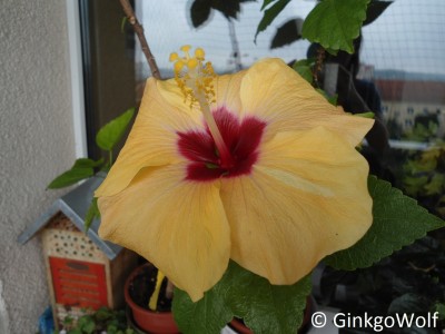 Hibiscus_gelb_2017_06_29.JPG