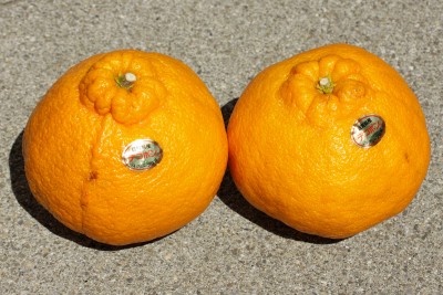 170515_citrus_dekopon.jpg