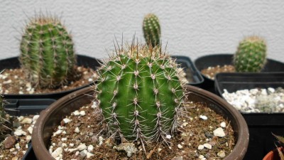 Echinopsis.JPG