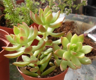 Sedum adolphii (1).JPG