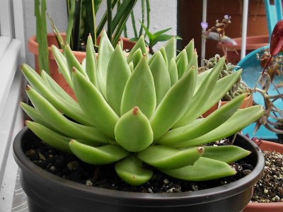 E. x agavoides.JPG