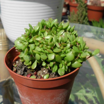 Crassula.JPG