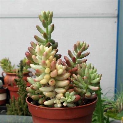 Sedum rubrotinctum aurora.JPG