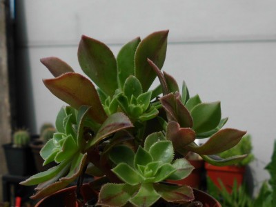 Aeonium.JPG