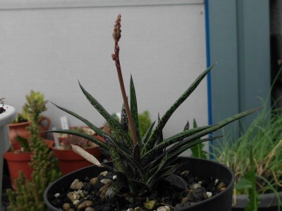 Gasteria liliputana (1).JPG