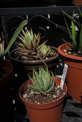 Haworthiopsis  (2).jpg