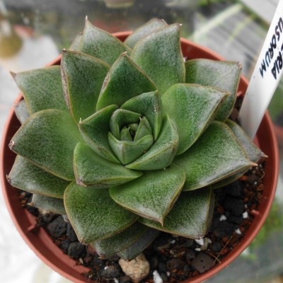 Echeveria purpusorum (1).JPG