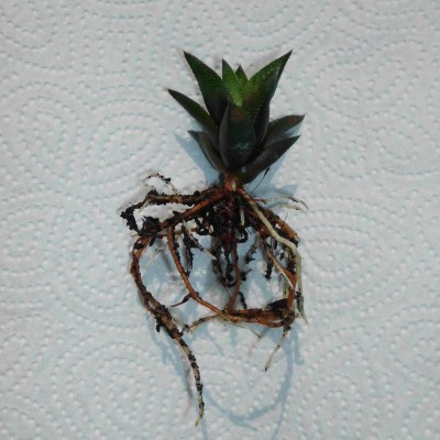 Haworthiopsis  x tortuosa (1).JPG