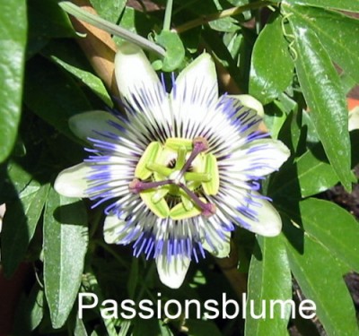 pasionsblume3.JPG