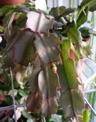 Schlumbergera krank.jpg