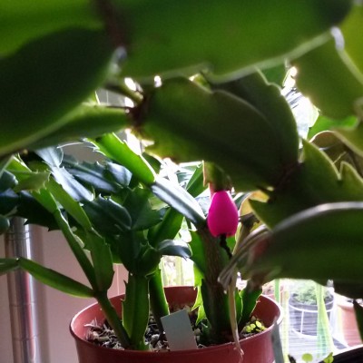 Schlumbergera.jpg