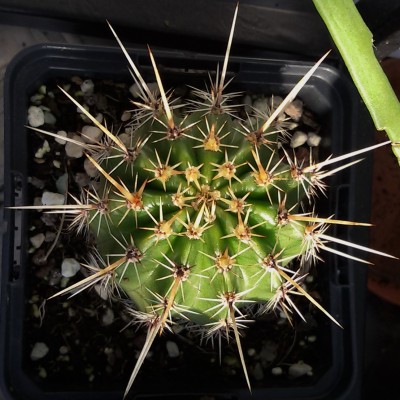 Echinopsis Hybride.jpg