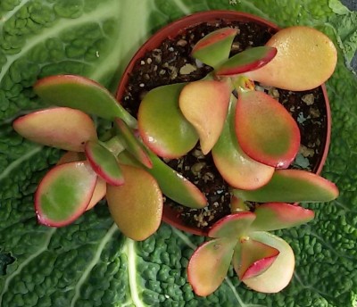 Crassula ovata .jpg