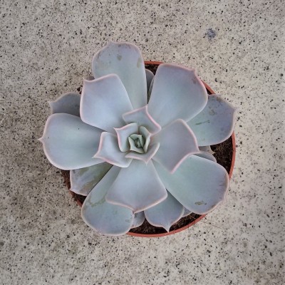 Echeveria.jpg