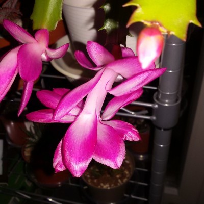 Schlumbergera xreginea Bristol Queen.jpg