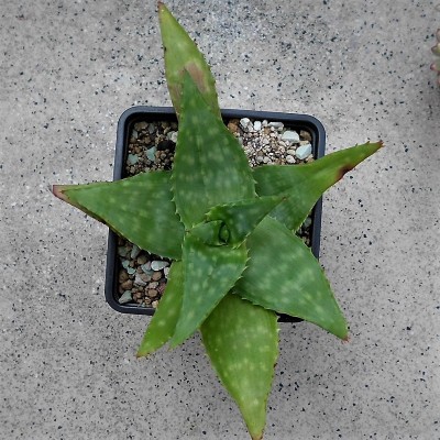 Aloe (2).JPG