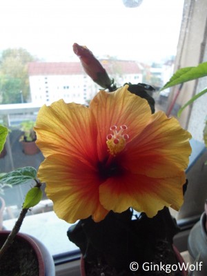 Hibiscus_gelborange_2017_10_15.JPG