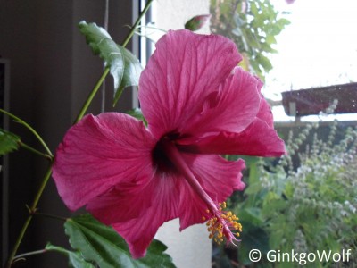 Hibiscus_rotgfllt_2017_10_21.JPG