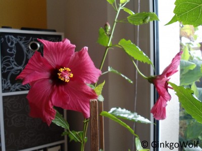 Hibiscus_rotgfllt_2017_10_22 (2).JPG