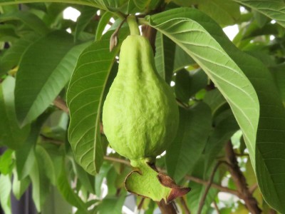 171029_psidium_guajava_1_frucht_1.jpg