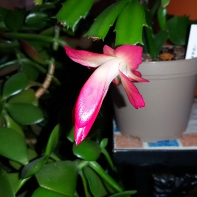 Schlumbergera.jpg