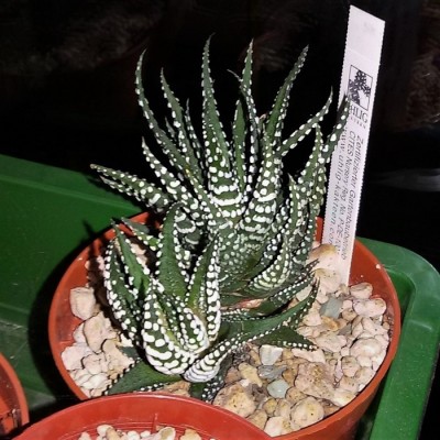 Haworthiopsis (6).jpg