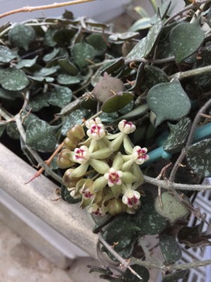 Hoya curtisii (2).JPG