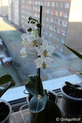 Phal_2018_01_08 (2).JPG