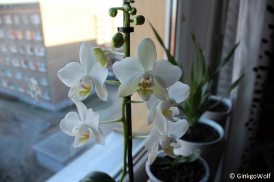 Phal_2018_01_08 (3).JPG