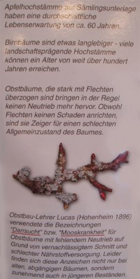 flechten apfel.jpg