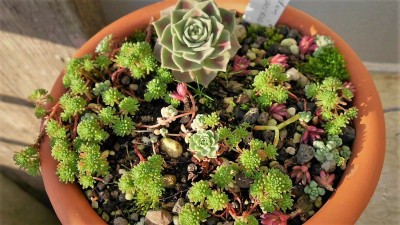 Crassulaceae 2018 (7).JPG