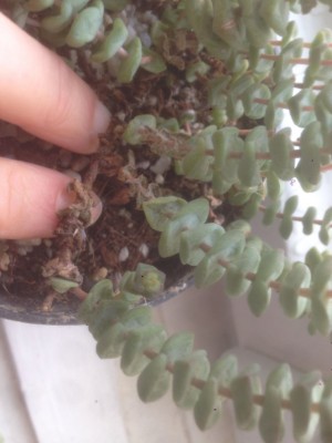 Crassula_1.jpg