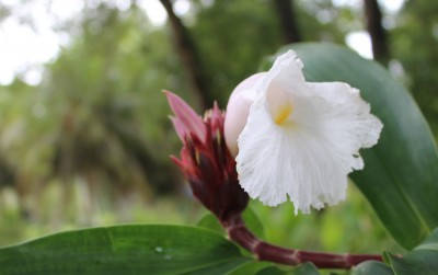 blumengruß von den Seychellen (2).JPG