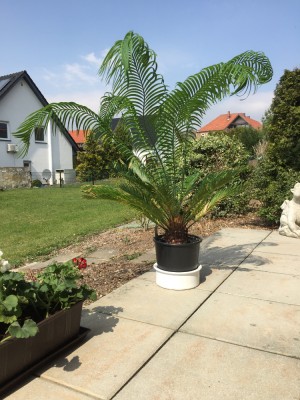 Cycas 1.JPG