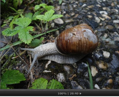 Schnecke.jpg