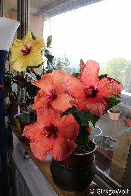 Hibiscus_orangerot_2018_04_21.JPG