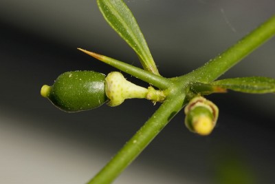 180507_citrus_aurantifolia_limon_verde_1_fruchtansaetze_2.jpg