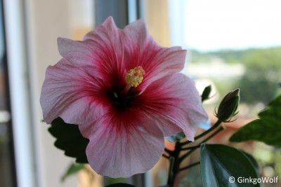 Hibiscus_weiszrosa_2018_05_20.JPG