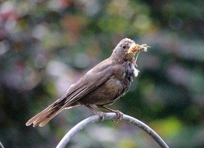 Amsel1.jpg