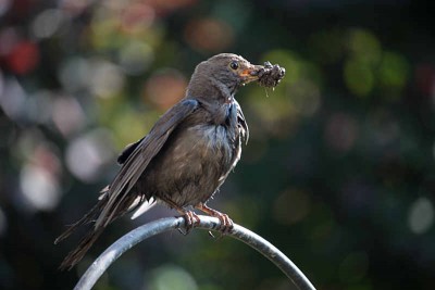 Amsel3.jpg