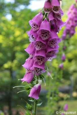 Digitalis_purpurea (2).JPG