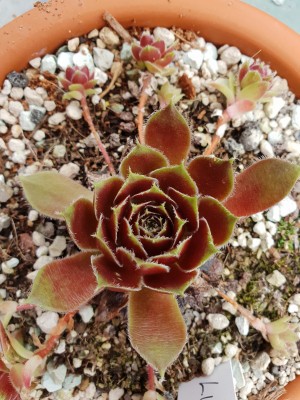 Sempervivum.jpg