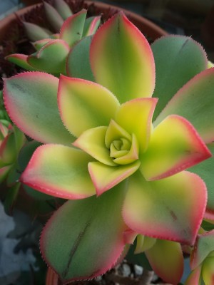 Aeonium.jpg