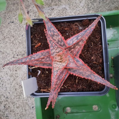 Aloe Bright Star Donnie (2).jpg