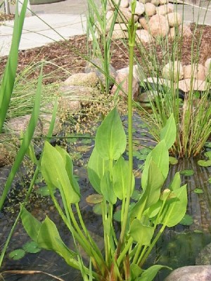 alisma_plantago-aquatica.jpg