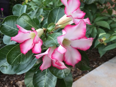 Adenium, Wüstenrose (1).JPG