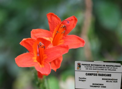 campsis-radicans.jpg