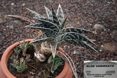 aloe-variegata.jpg